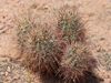 Sclerocactus parviflorus