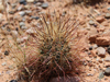 Sclerocactus parviflorus