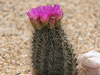 Sclerocactus parviflorus