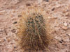 Sclerocactus parviflorus