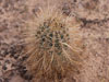 Sclerocactus parviflorus