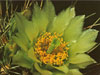 Sclerocactus parviflorus