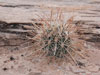 Sclerocactus parviflorus