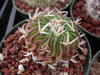 Stenocactus phyllacanthus