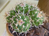 Stenocactus phyllacanthus