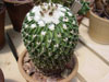 Stenocactus phyllacanthus