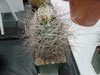 Sclerocactus polyancistrus