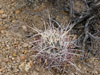 Sclerocactus polyancistrus