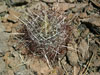 Sclerocactus polyancistrus