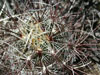 Sclerocactus polyancistrus