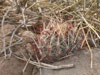 Sclerocactus polyancistrus