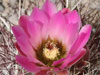 Sclerocactus polyancistrus