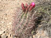 Sclerocactus polyancistrus