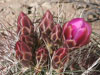 Sclerocactus polyancistrus