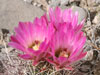 Sclerocactus polyancistrus