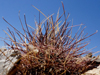 Sclerocactus polyancistrus