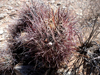 Sclerocactus polyancistrus