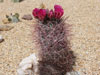 Sclerocactus polyancistrus