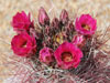 Sclerocactus polyancistrus