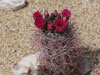 Sclerocactus polyancistrus