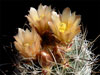 Sclerocactus pubispinus