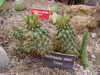 Sclerocactus scheeri