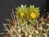 Sclerocactus scheeri