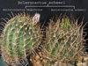 Ancistrocactus megarhizus