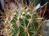 Sclerocactus scheeri