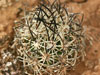 Pediocactus sileri