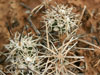 Pediocactus sileri