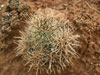 Pediocactus sileri