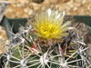 Pediocactus sileri