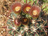 Sclerocactus uncinatus