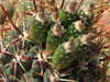 Sclerocactus uncinatus