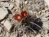 Sclerocactus uncinatus