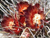 Sclerocactus uncinatus