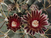 Sclerocactus uncinatus