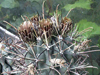 Sclerocactus uncinatus