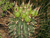 Sclerocactus uncinatus