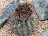 Sclerocactus uncinatus