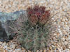 Sclerocactus uncinatus