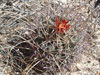 Sclerocactus uncinatus