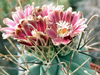 Sclerocactus uncinatus