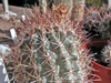 Sclerocactus uncinatus