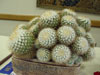 Stenocactus vaupelianus