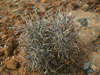 Sclerocactus parviflorus