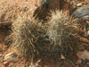 Sclerocactus parviflorus