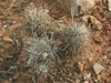 Sclerocactus parviflorus