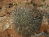 Sclerocactus parviflorus